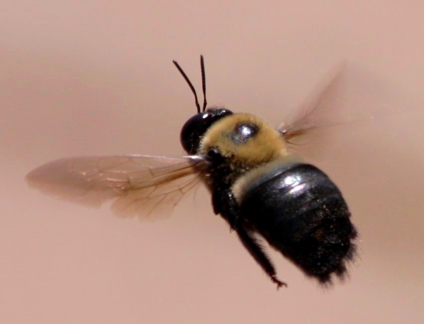 The Nature Geek The Flight of the Carpenter Bee